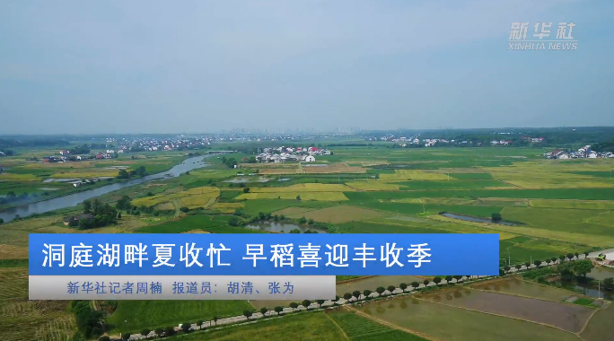 【新华社】洞庭湖畔夏收忙 早稻喜迎丰收季