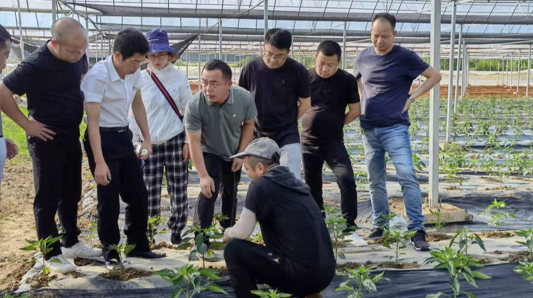 湖南汨罗：育秧棚不闲 小辣椒变“火”