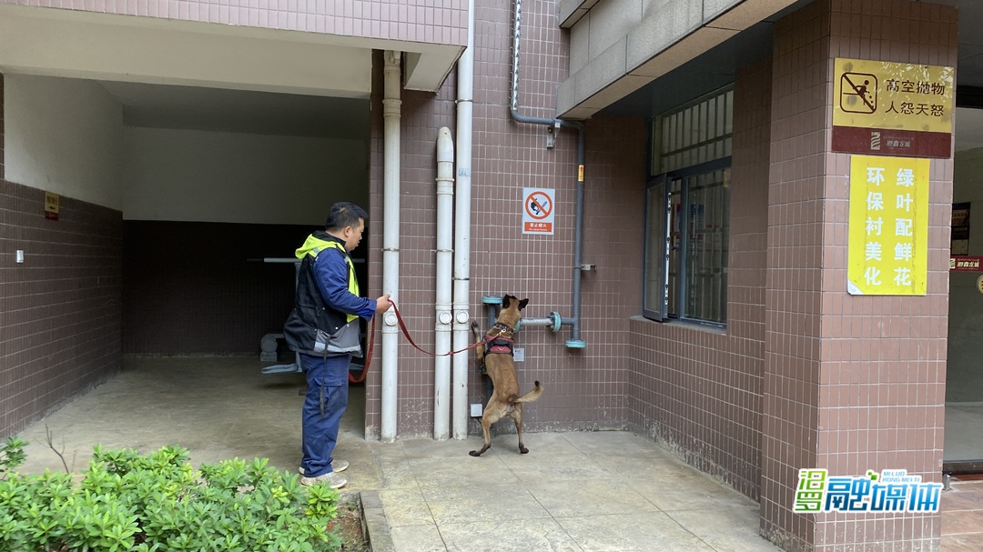 全省首次引入！汨罗“车犬联动”燃气泄漏检测服务正式上线