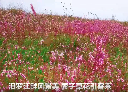 【新华社】汨罗江畔风景美 蓼子草花引客来
