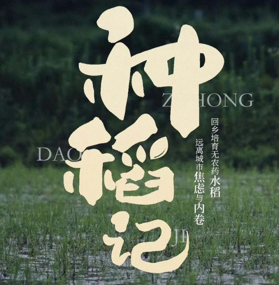 “种稻记”的新年礼物：跻身全省优质农产品之列