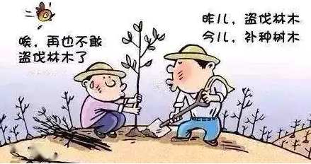 未经许可砍伐自购的林木也犯法！男子滥伐林木获刑六个月