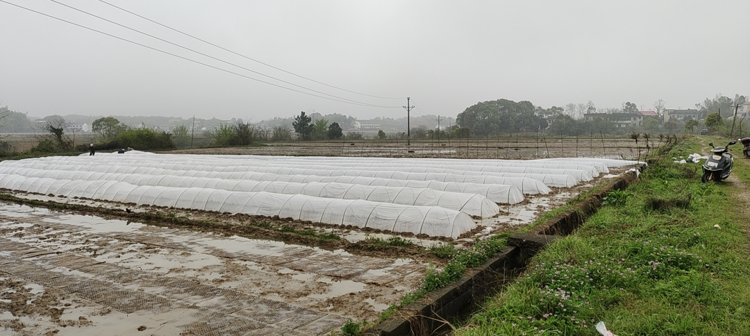 白水镇：田间地头育秧忙，防控春种两不误