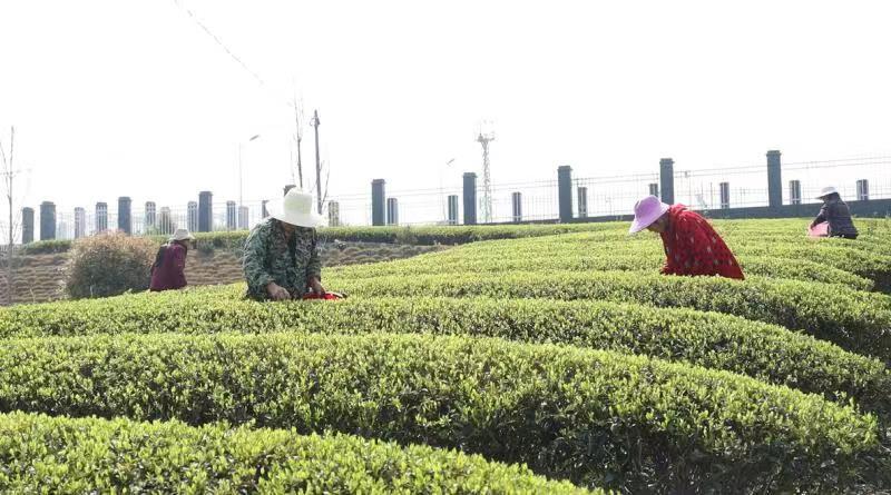 一芽一叶吐新绿，又是一年采茶、制茶忙