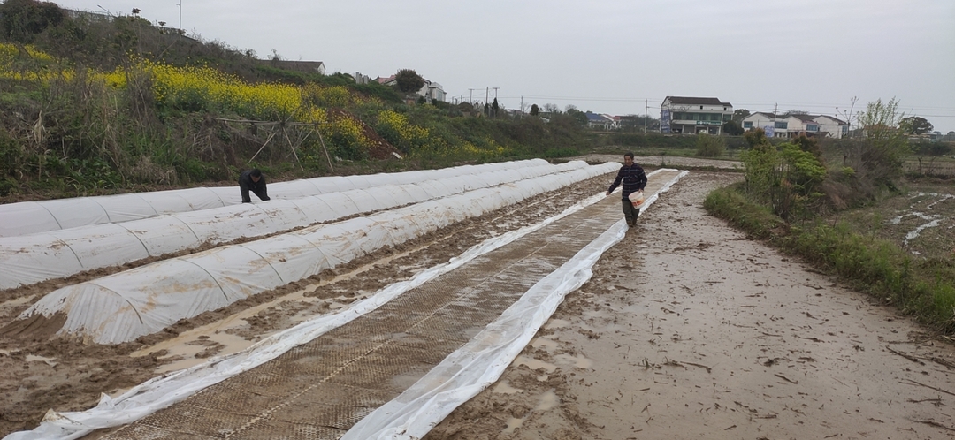 白塘镇预计3月底全面完成620亩集中育秧工作