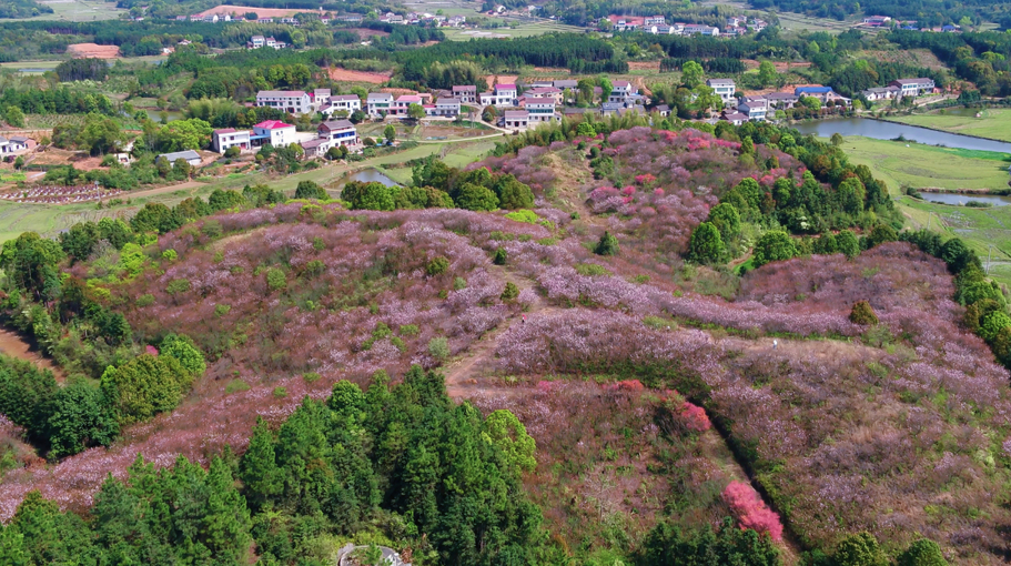 打卡大荆樱花园，一起邂逅最美樱花季