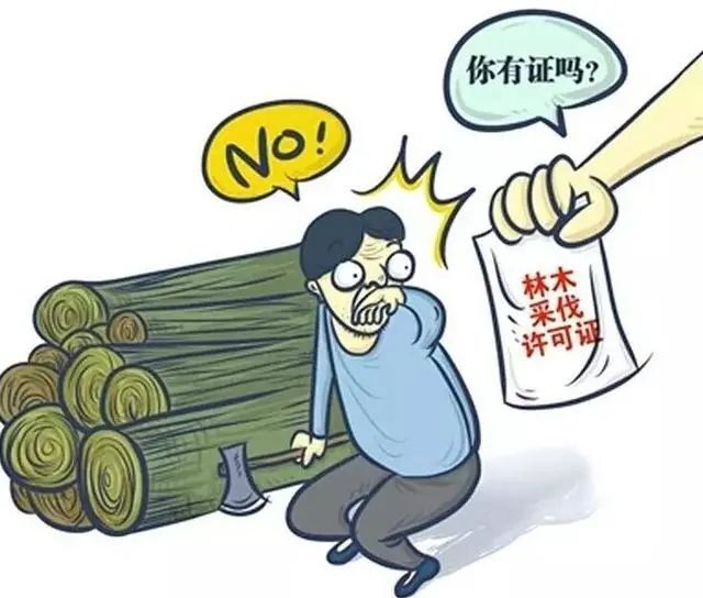 砍自己的树？没证也违法！男子滥伐林木获刑七个月