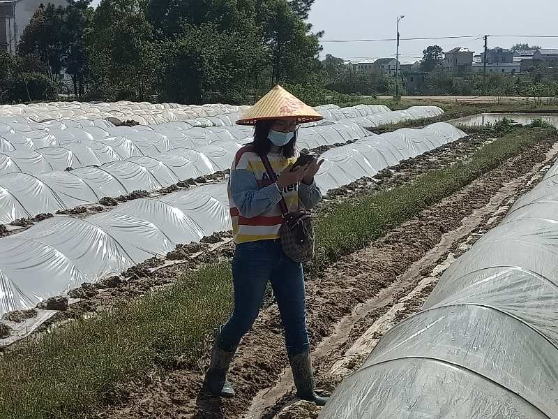 汨罗农业农村局：“四亮”活动我先行，党员干部助春耕