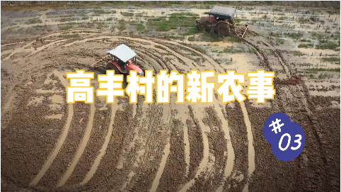 【高丰村的新农事】第三集：300亩高标准样板田让村民大开眼界 这么种田太省心！