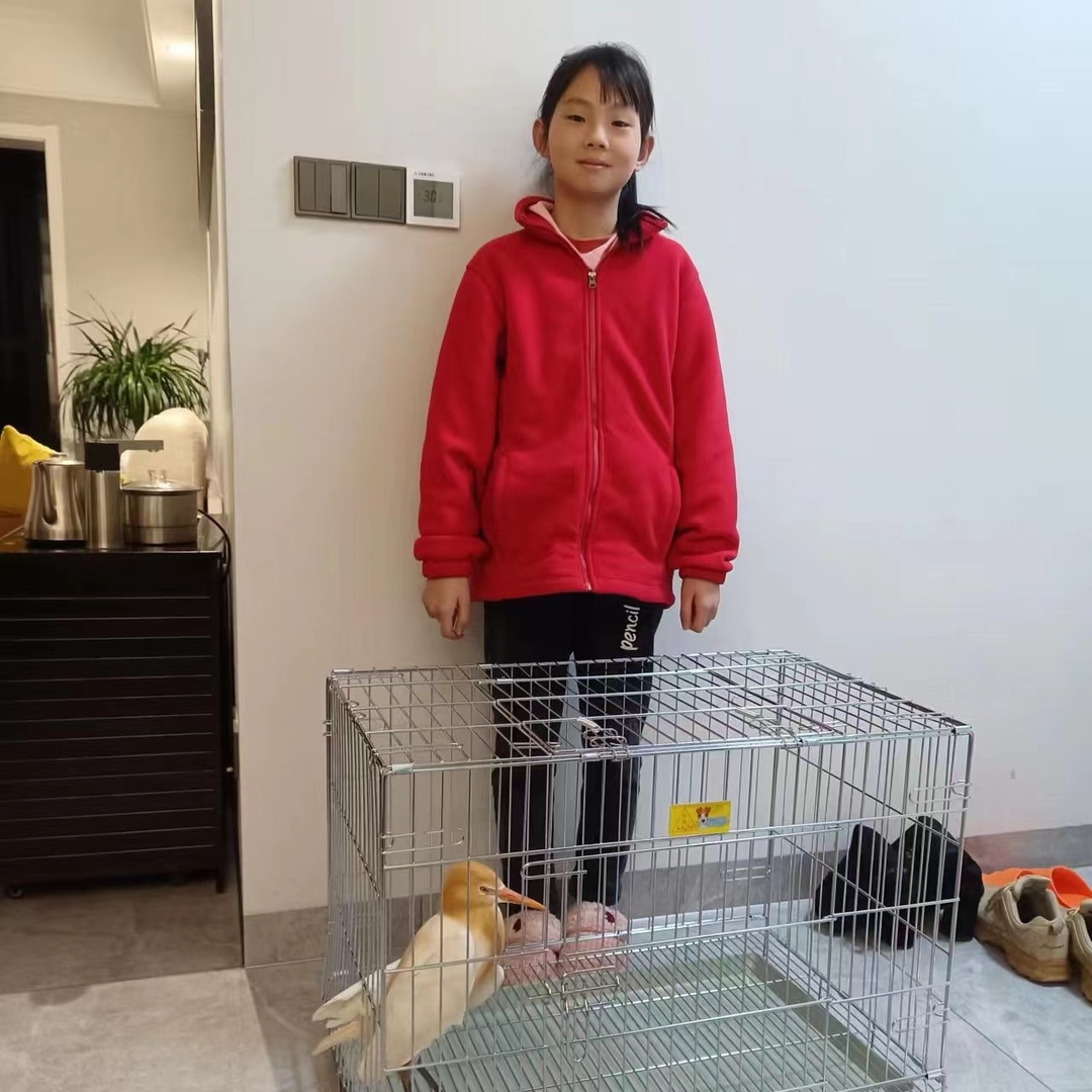 干得漂亮！汨罗小学生欧阳辰鑫救助一只“折翼天使”牛背鹭