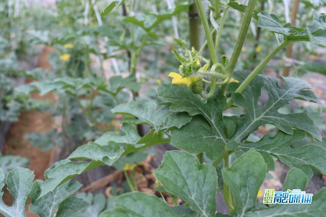 5000亩西瓜秧苗移栽下田！大荆西瓜今夏与你有约