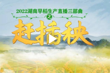 直播丨湖南早稻生产直播三部曲之赶插秧