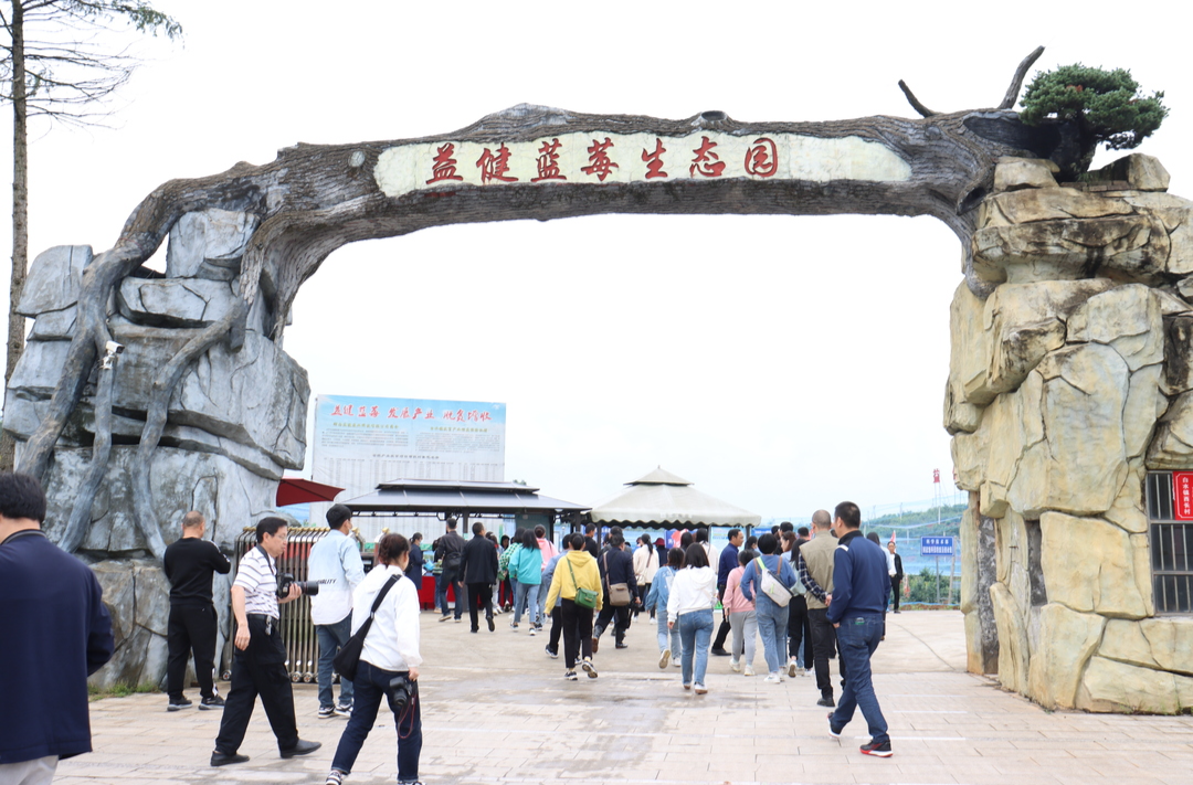 汨罗西长蓝莓节“5·20”如约启幕，“甜蜜产业”助力乡村振兴