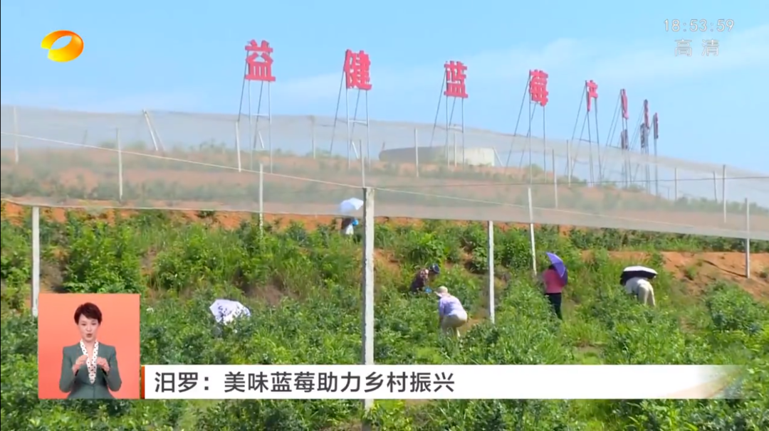 【湖南卫视】汨罗：美味蓝莓助力乡村振兴