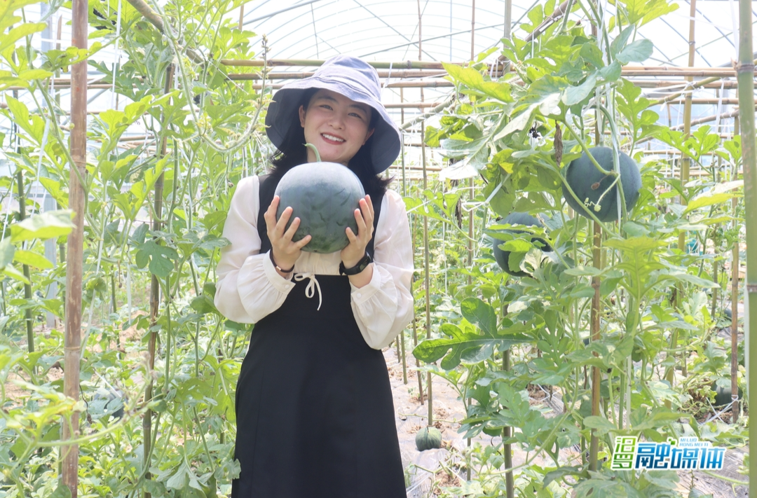 大荆：巧打西瓜上市时间差促农增收