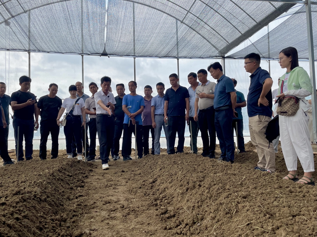 汨罗今年计划种植大棚高档红椒220亩