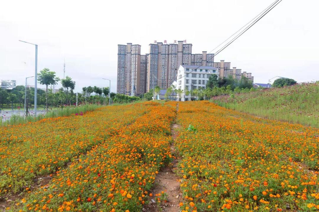 汨罗市园林绿化服务中心：提升绿化“颜值”，让城市更美