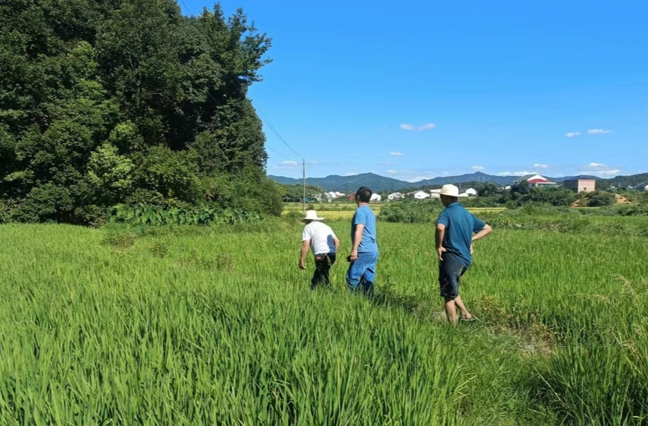 罗江镇：300余名党员齐上阵抗旱