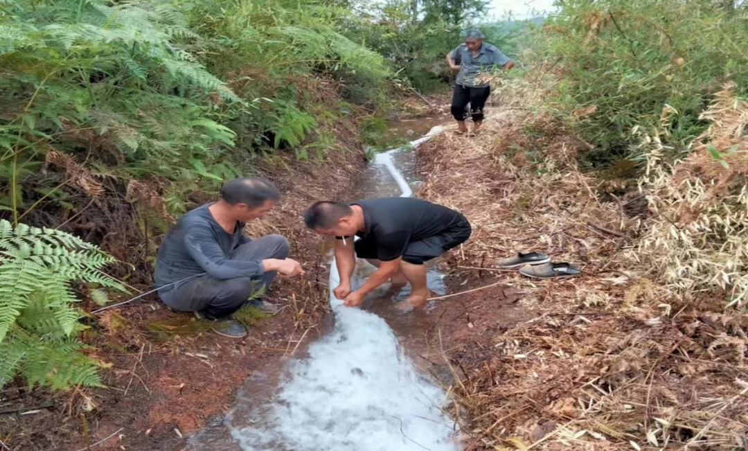 党员作先锋，群众是主力！大荆镇古仑村多措并举抗旱情