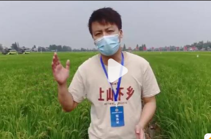 【风芒】湖南的这片田地有什么魔力？全国的专家都来了！
