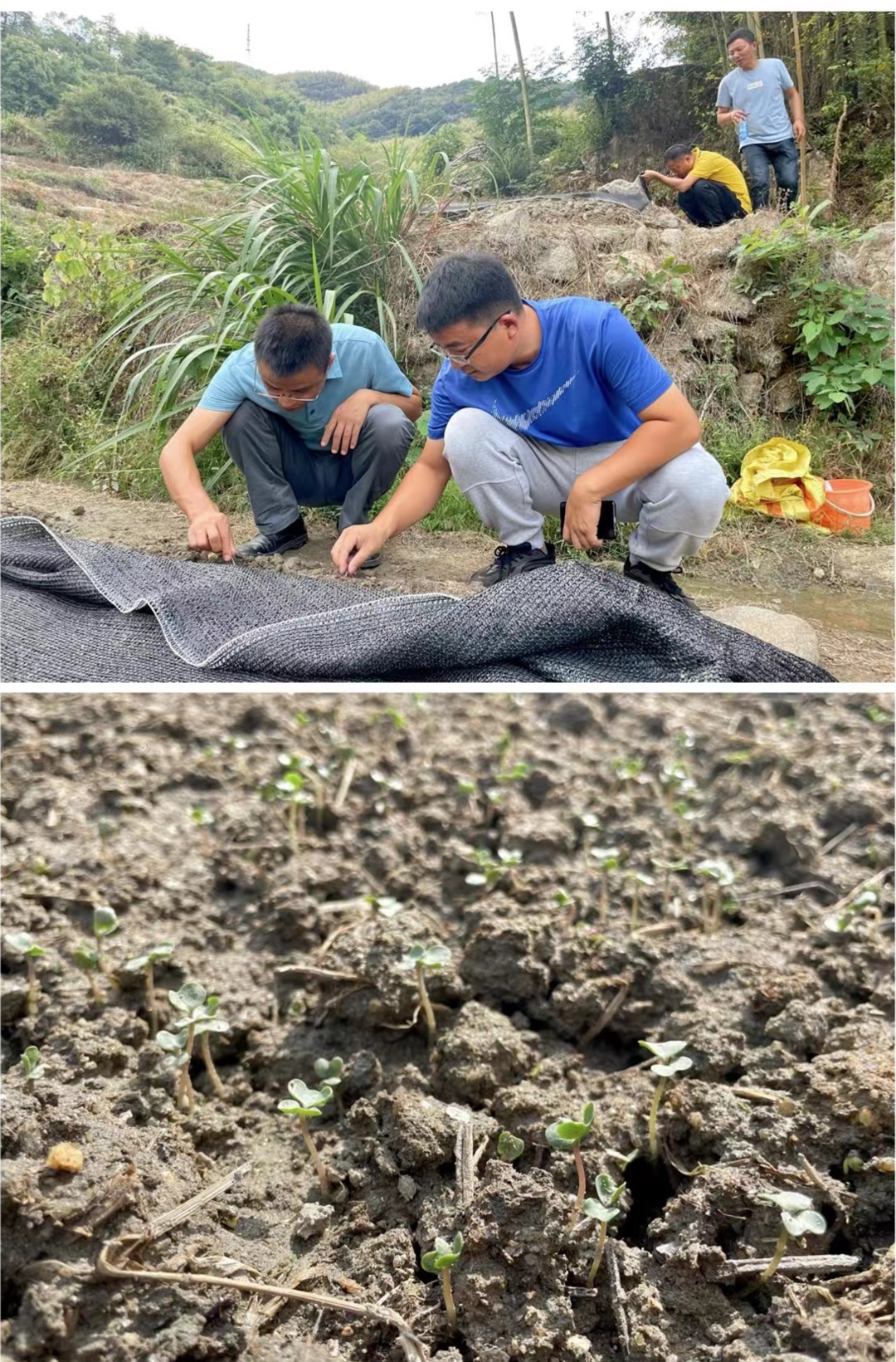 汨罗：国庆不休假，油菜育苗忙