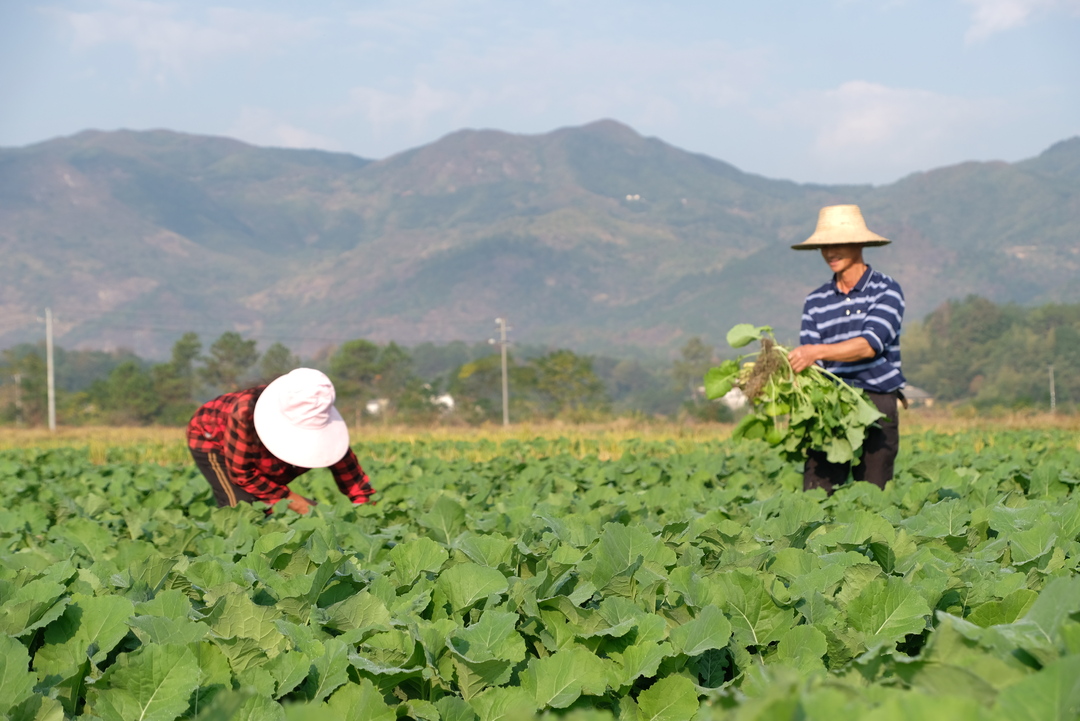 党的二十大精神汨罗实践丨冬种油菜，夏收“黄金”  汨罗今冬种植油菜面积超15.5万亩