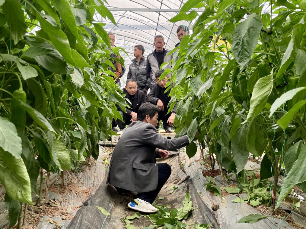 物理防治保品质！汨罗高档红椒种植大户“棚中学技”
