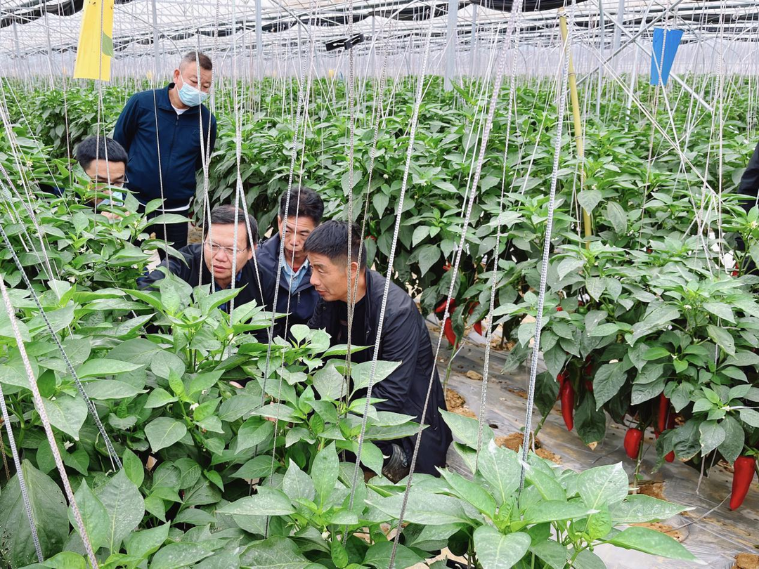 “技术水平属全省一流！”汨罗高档红椒种植技术获省蔬菜研究所肯定