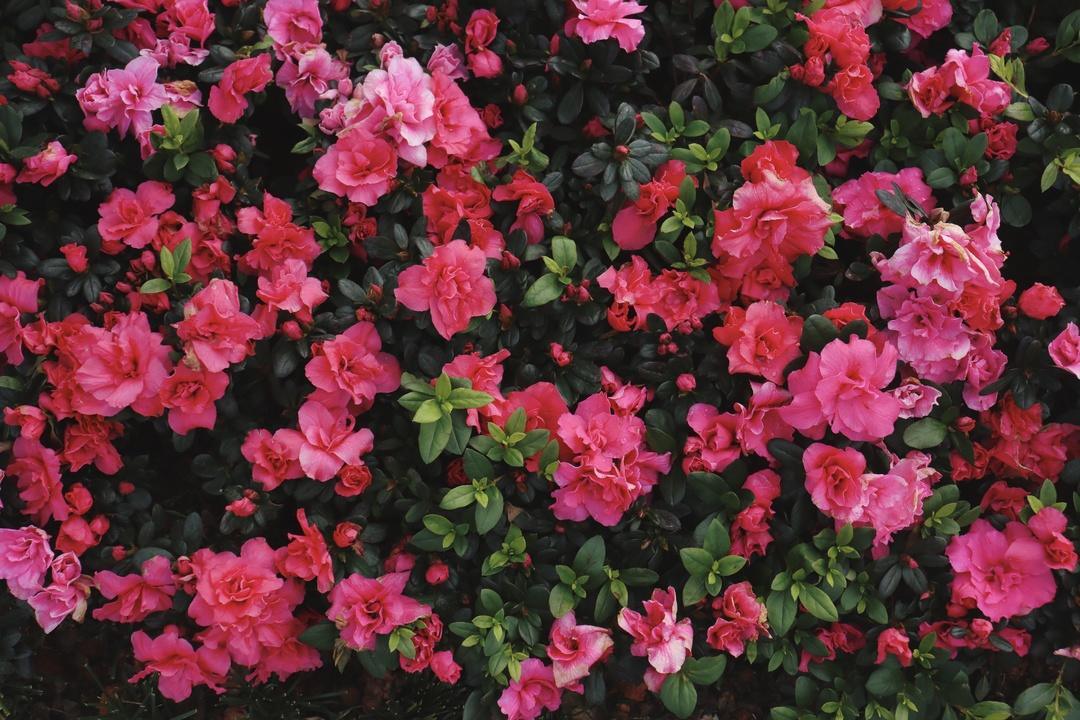 鲜花装扮添喜气，汨罗城区“换装”迎新春