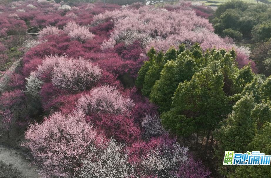 踏春｜汨罗川山坪梅花绽放春意浓，赏花“打卡”正当时