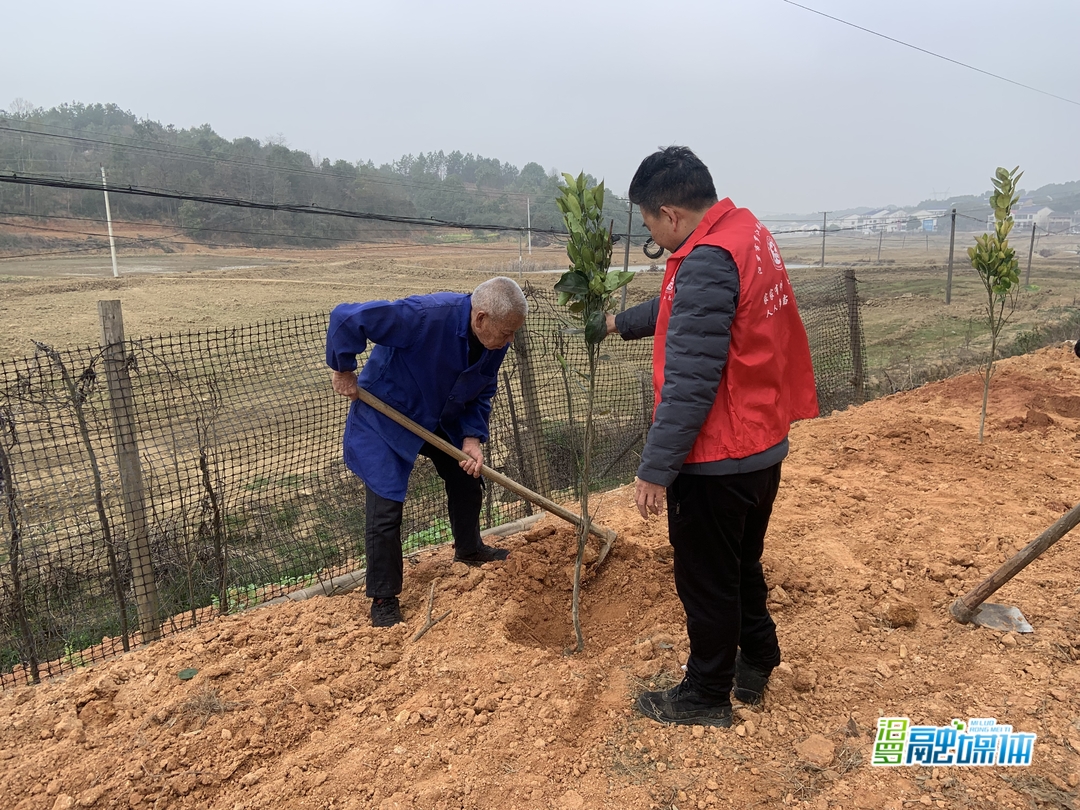 罗江镇：扫干净摆整齐栽果树，建设美丽生态家园