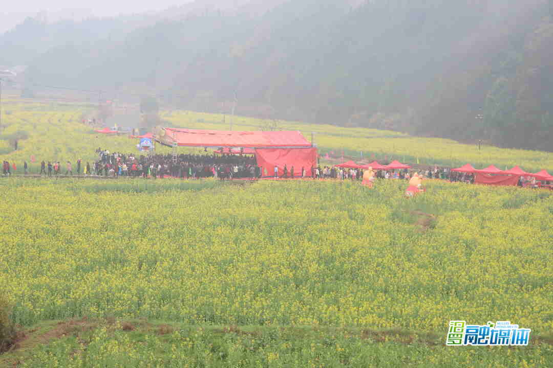 以花为媒 以节会友，三江镇双桥村第一届油菜花旅游节开幕