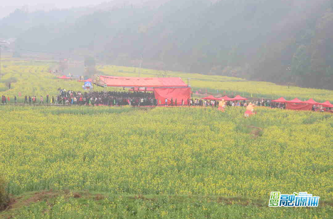 以花为媒 以节会友，三江镇双桥村第一届油菜花旅游节开幕