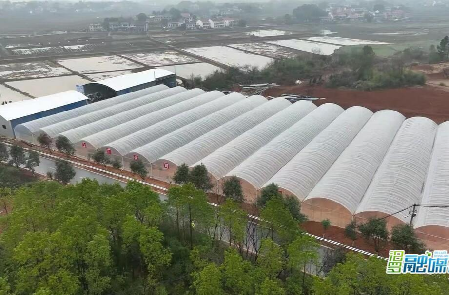 汨罗：春耕时节备耕忙 “育秧工厂”来帮忙