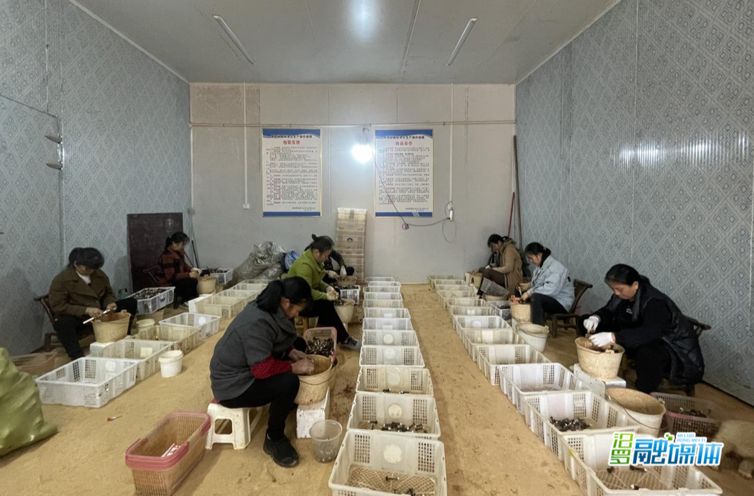大荆镇：引导乡友回乡创业，激活乡村振兴“一池春水”