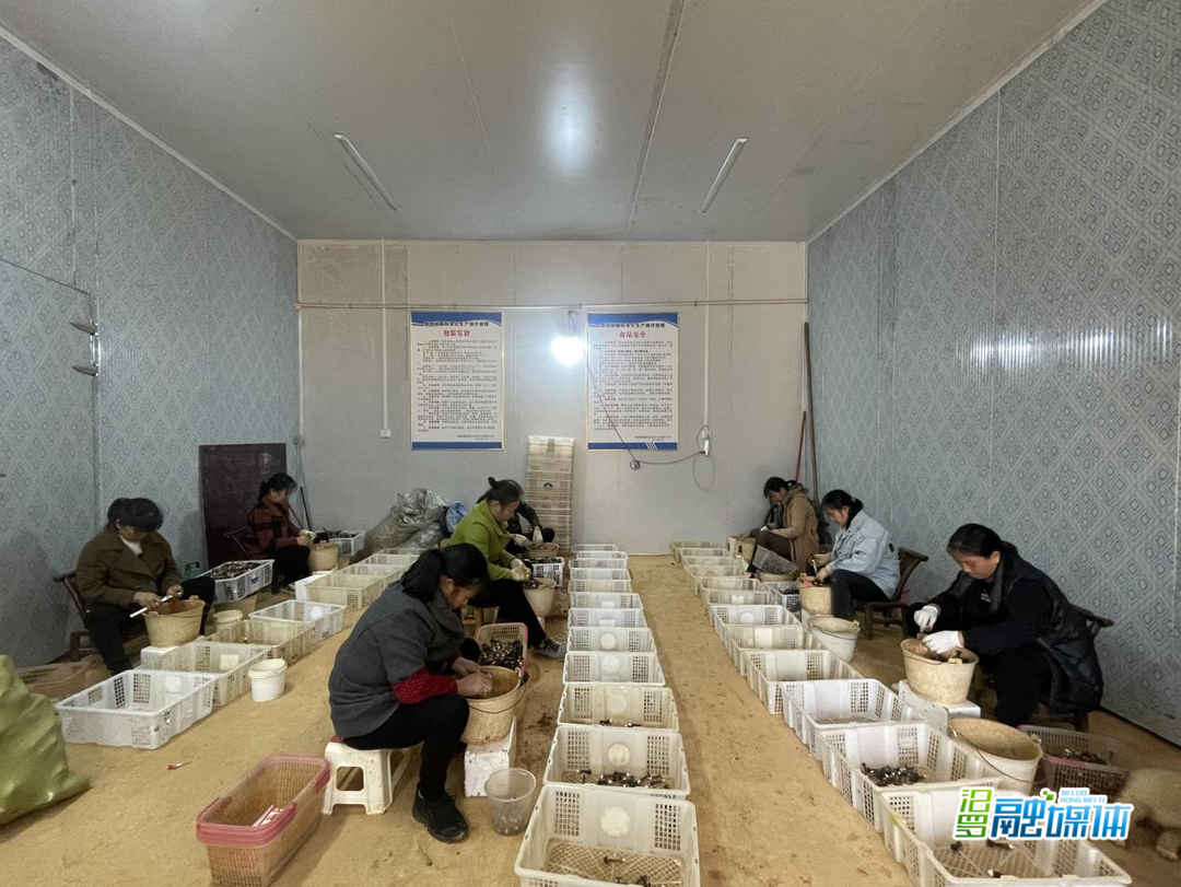 大荆镇：引导乡友回乡创业，激活乡村振兴“一池春水”