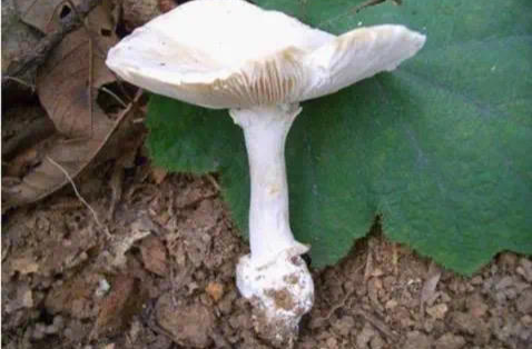 春季多发！汨罗市场监管部门提醒：这几种食物很可能引发中毒