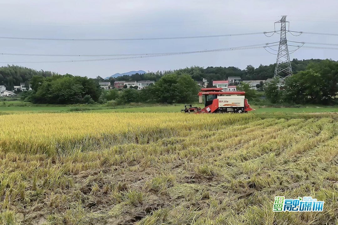 弼时镇：机械化助力3.5万亩早稻收割