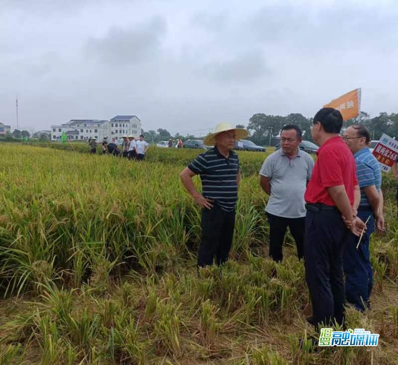 岳阳市供销社系统陵两优268测产观摩及技术培训会在汨罗市举行