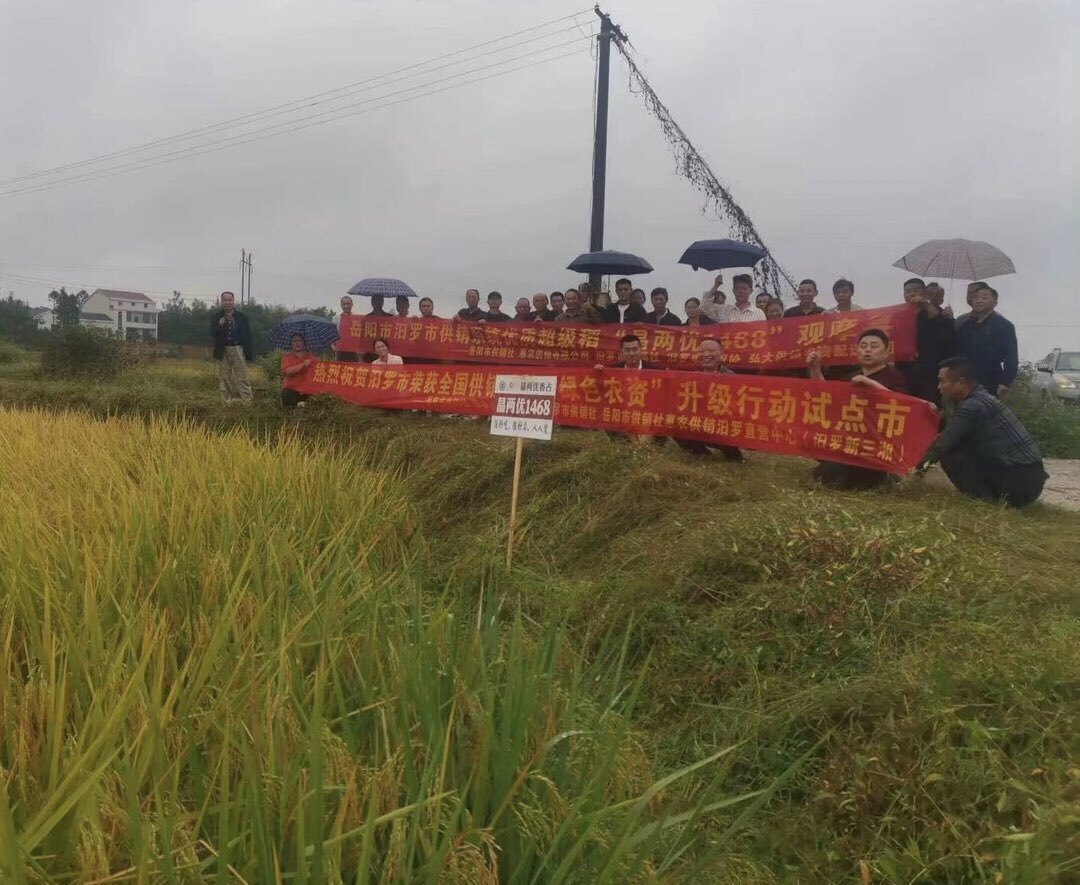 汨罗市召开供销社系统优质水稻品种观摩及农资淡储动员会