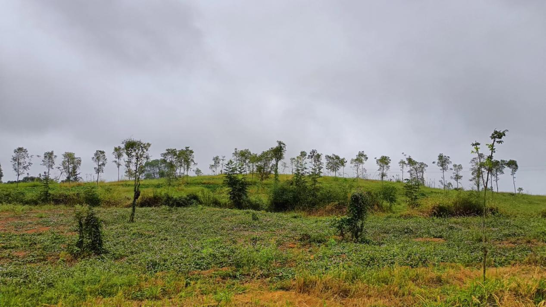 桃林寺镇：林下种植药材 助推乡村经济发展