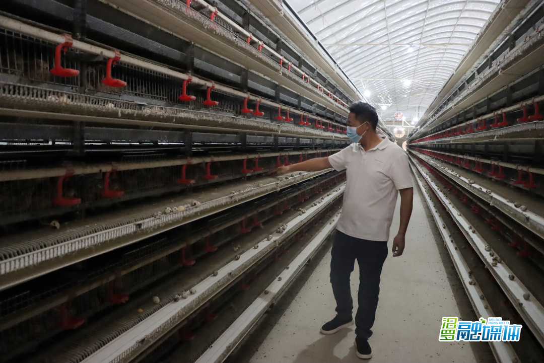 家门口就业 ㉓丨弼时镇铜盆村：特色养殖助力家门口就业增收