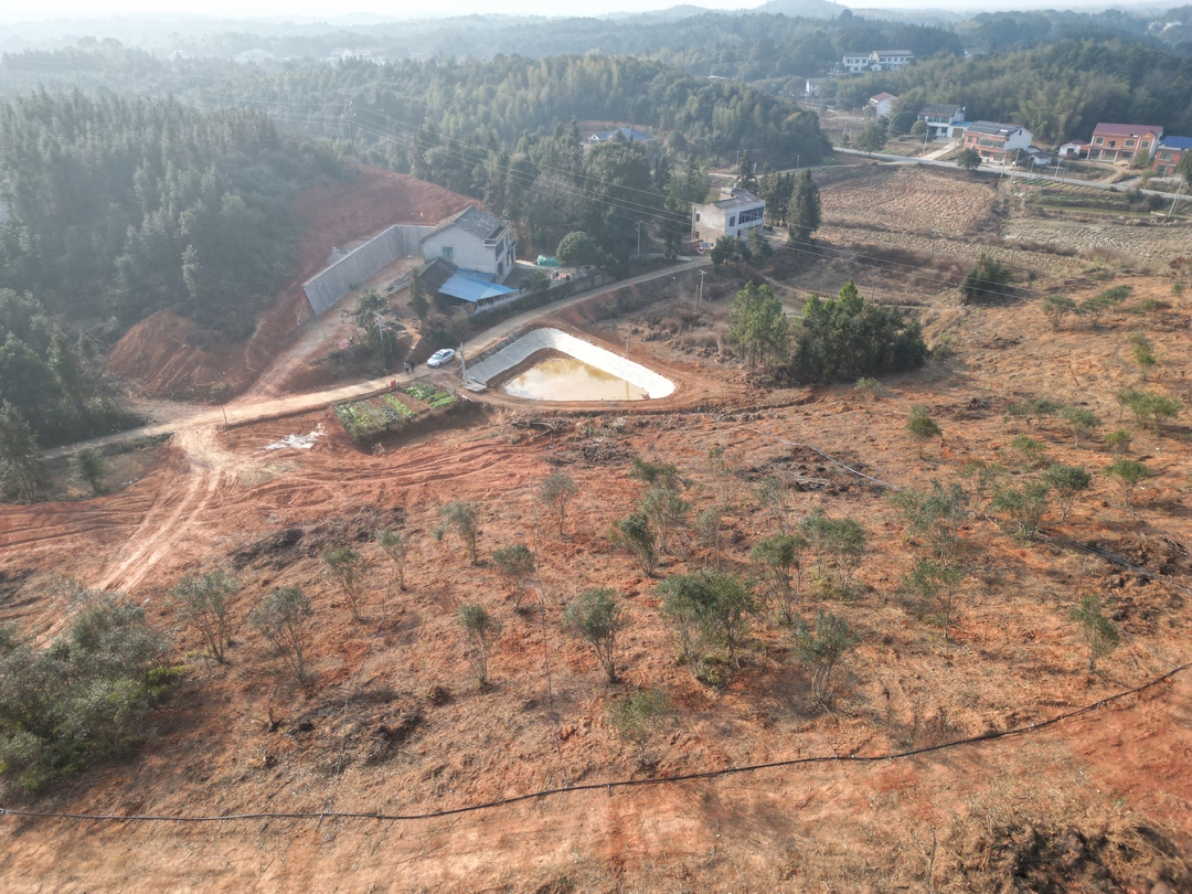 汨罗神鼎山：油茶基地成功“翻新” 助力村民创富增收