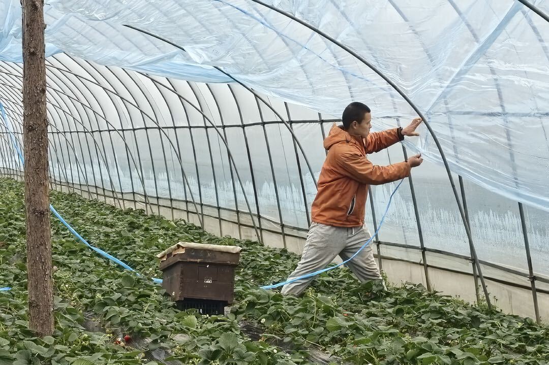 汨罗：寒潮中的草莓“保温战”