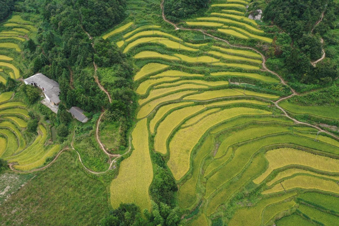 弼时镇大龙山村：唤醒“沉睡资源”，深山幽谷变身“梯山云境”