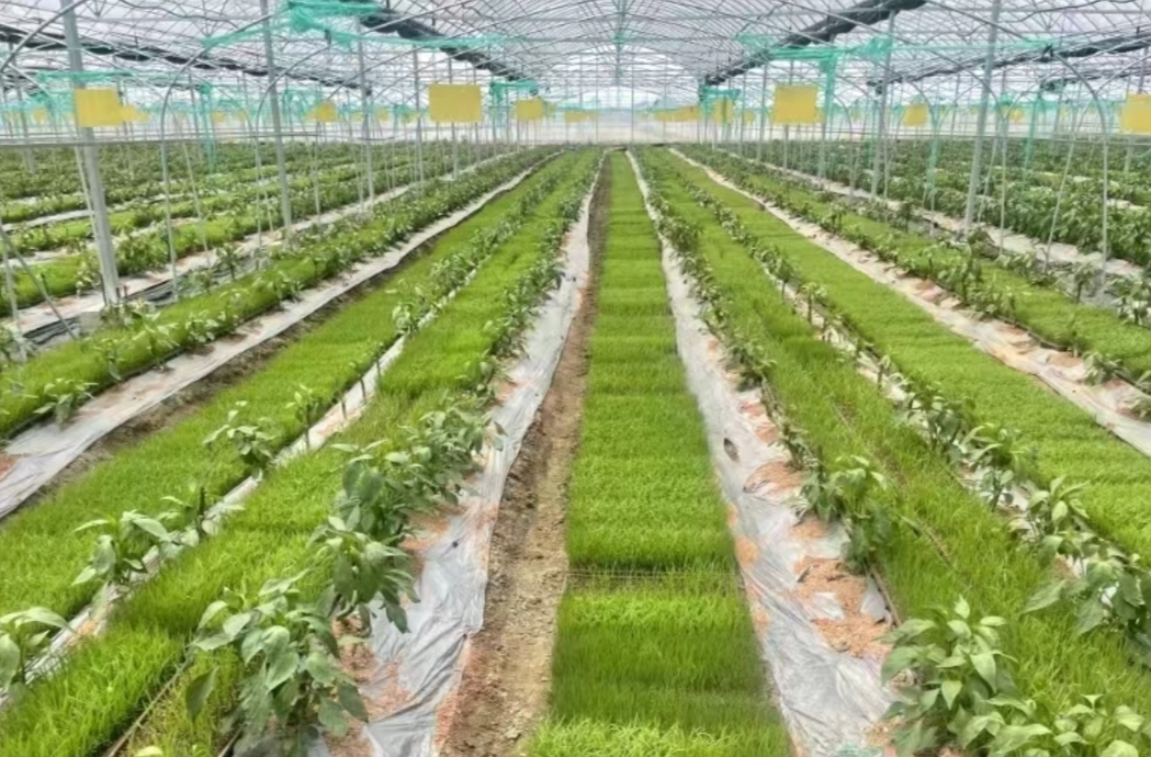 湖南日报特稿｜设施农业，如何建怎么用？湖南一市全域加码探索