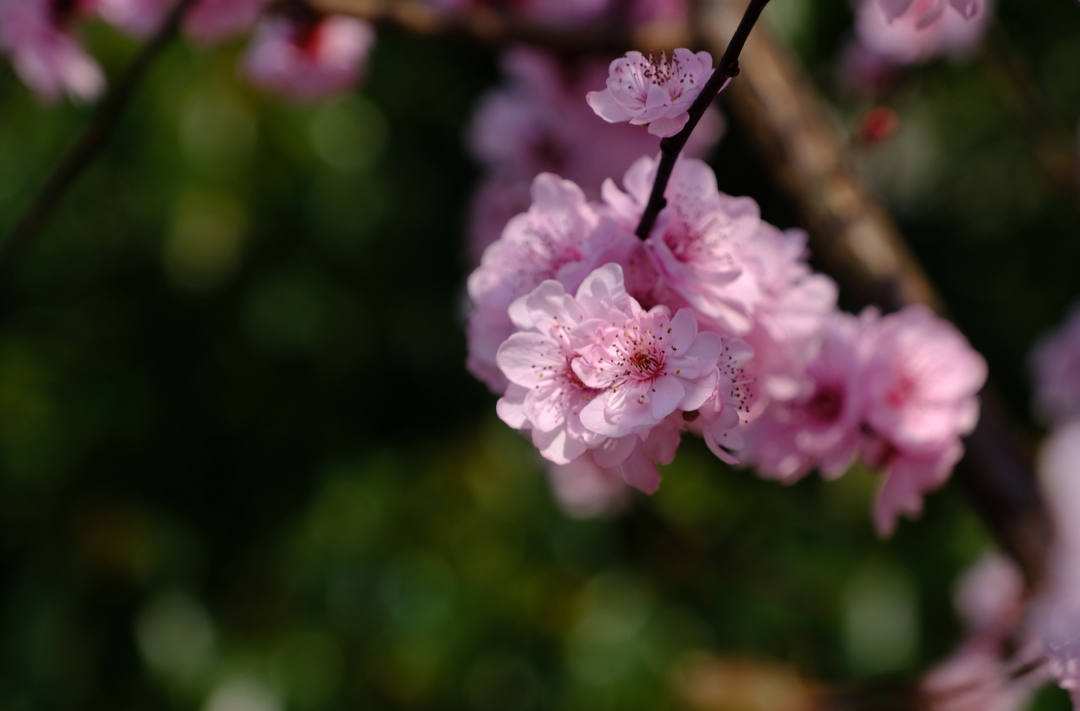 春日已至，赏梅去