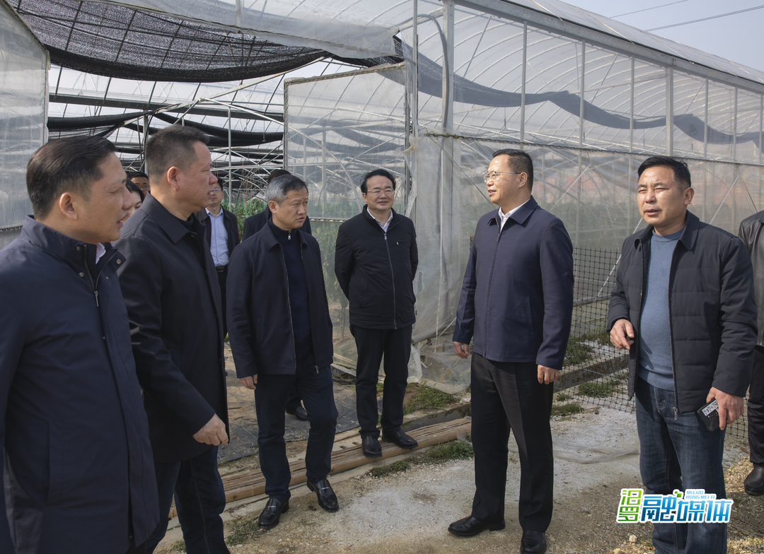 陈阁辉来汨罗调度全国水稻集中育秧现场会筹备工作