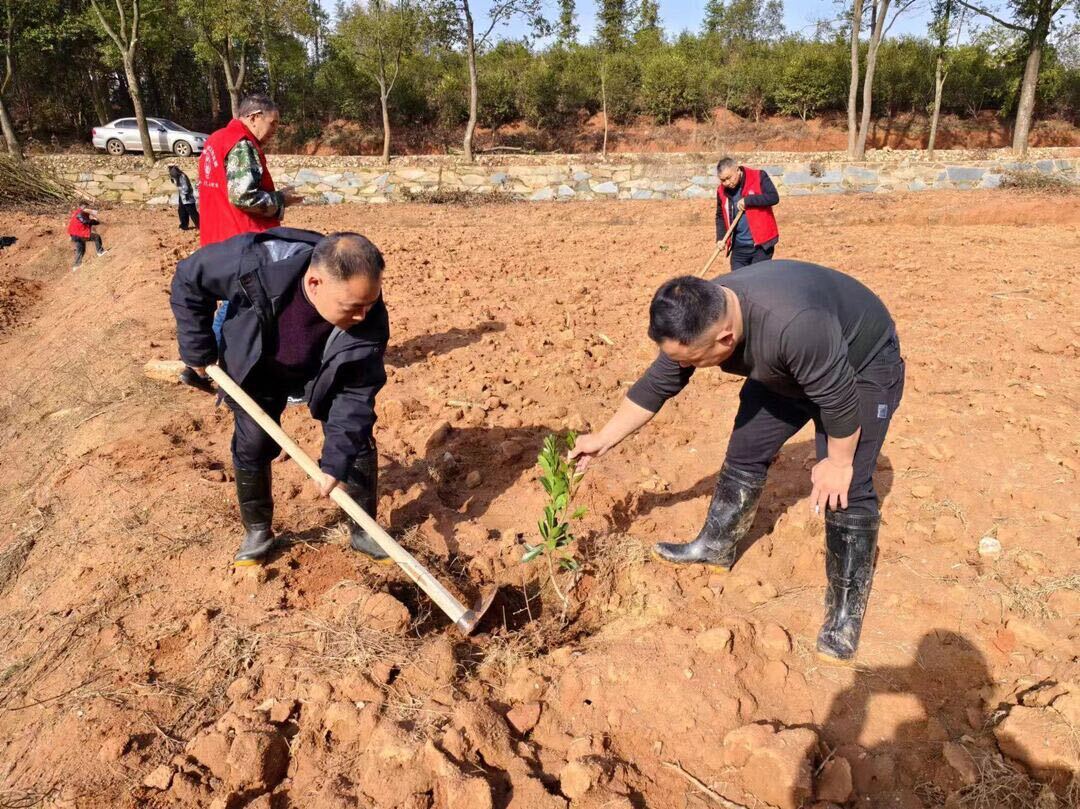 大荆镇：义务植树添新绿，美丽乡村增活力
