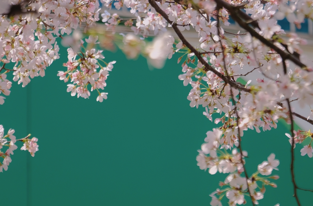 汨罗：樱花一开春意然，别错过身畔的早樱之美